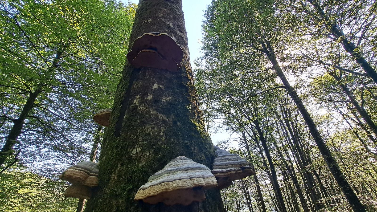 Magia y mitología en una de las bellezas naturales de Navarra