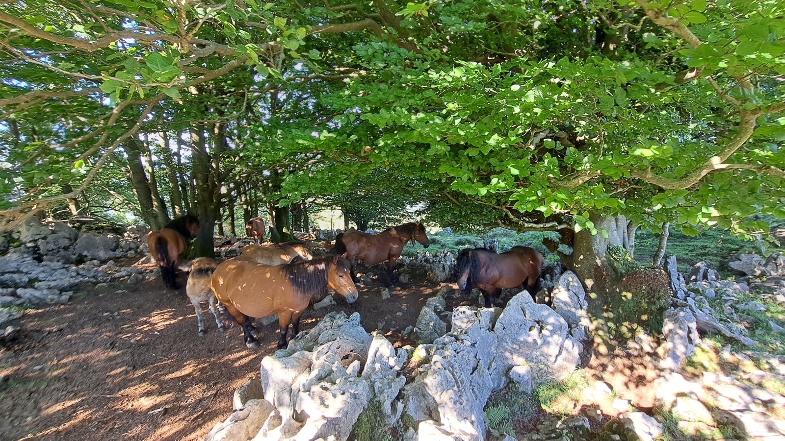 Udalatx, el gran escaparate de la muga