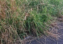 Vecinos de Berio protestan: «El parque Koldo Mitxelena se encuentra en un estado lamentable, con la hierba alta sin cortar desde hace tiempo. Pedimos también que, una vez se corte la hierba, se recoja, pues hay veces que se ha quedado tirada en el suelo sin recoger. En la actuales circunstancias es complicado pasear con los ancianos de la cercana residencia».