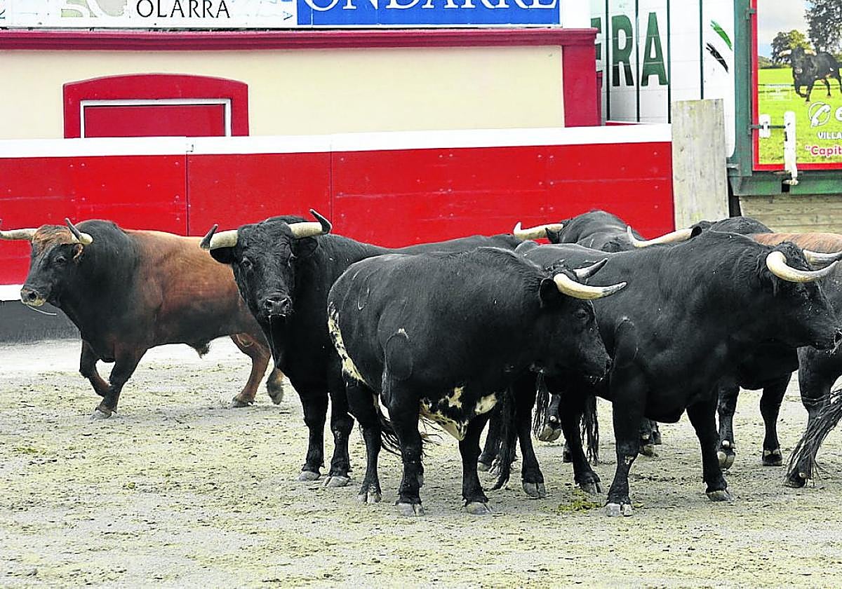 Los toros de la ganadería salmantina de Loreto Txarro, ya en Azpeitia.