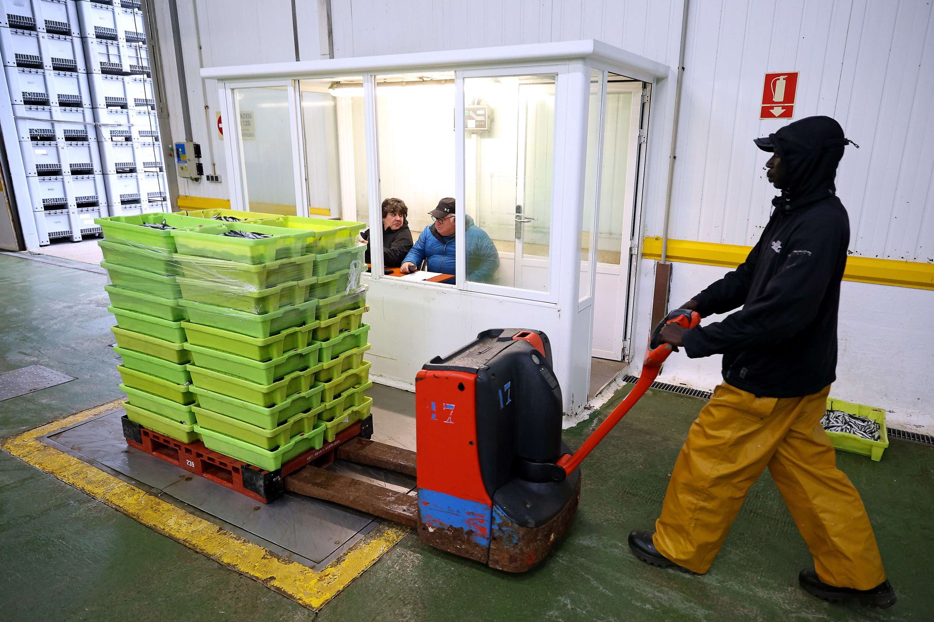 Pesca de anchoa en la lonja pesquera de Getaria