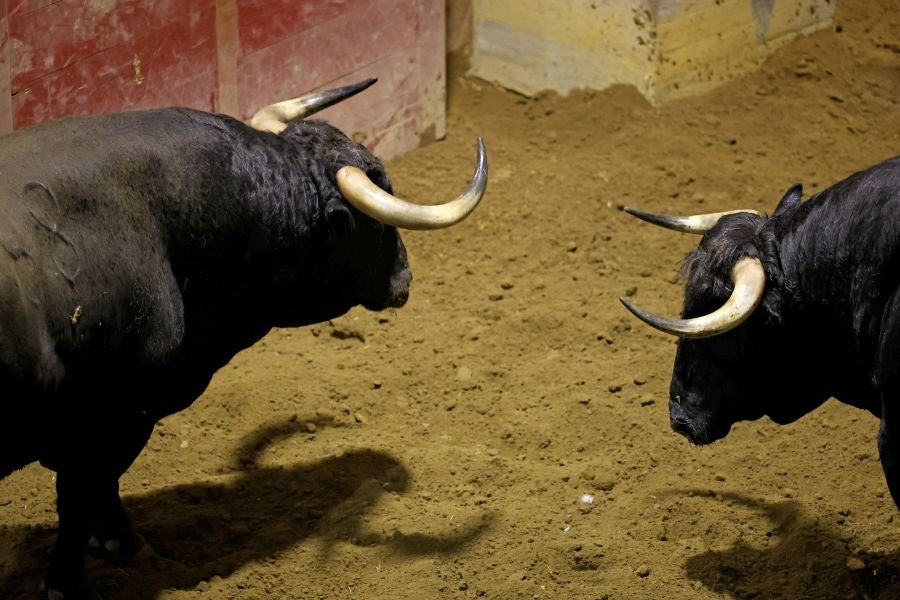 Los toros llegan a Illunbe