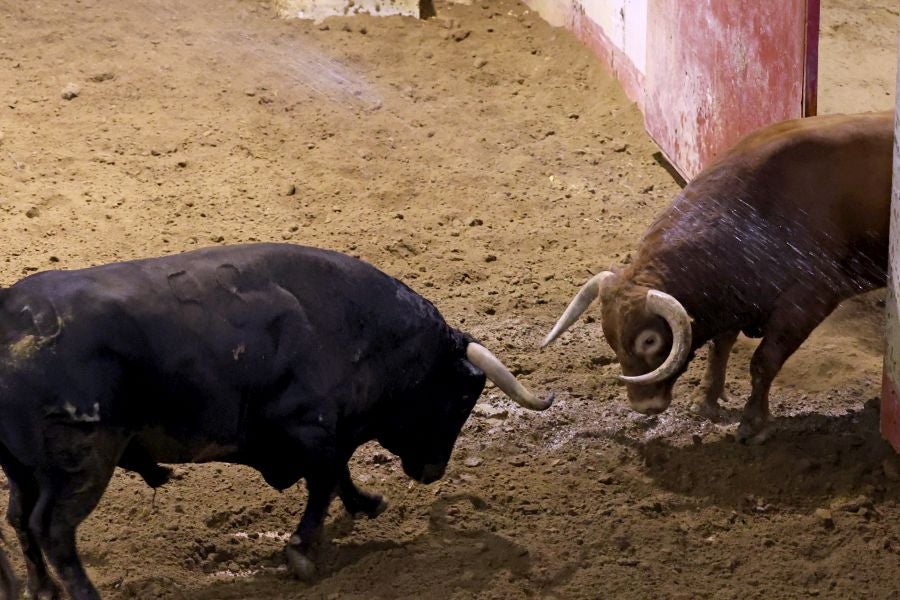 Los toros llegan a Illunbe