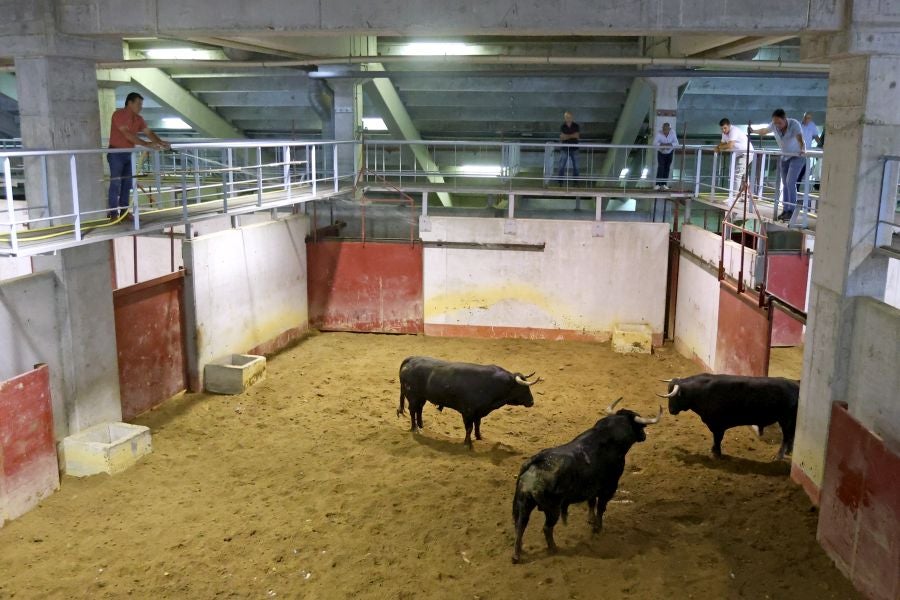 Los toros llegan a Illunbe