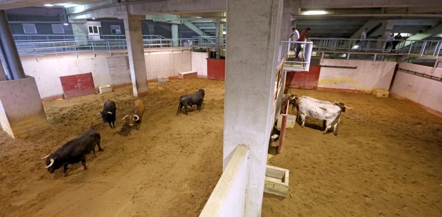 Los toros llegan a Illunbe