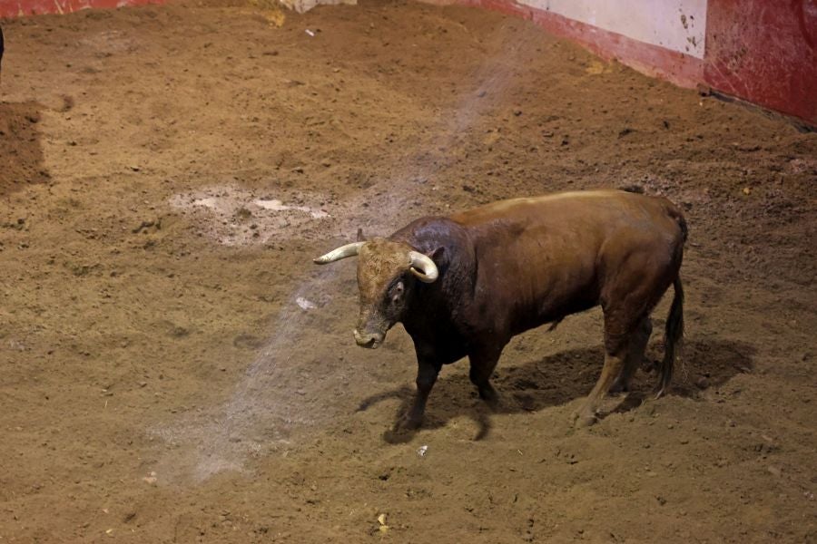 Los toros llegan a Illunbe