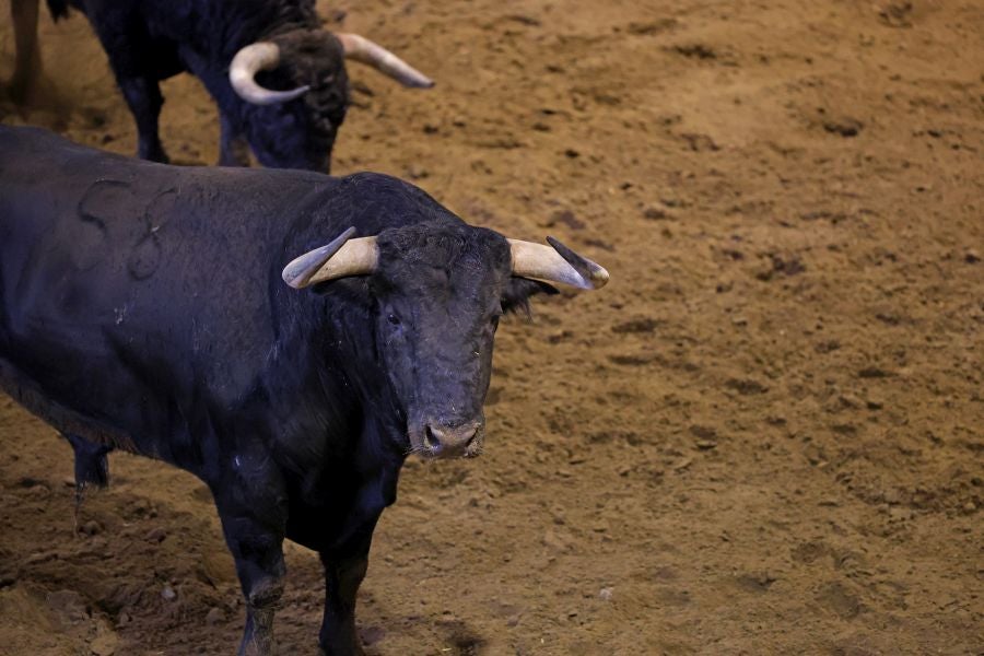 Los toros llegan a Illunbe