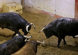 Veinte reses desembarcaron este martes en los corrales de Illunbe.