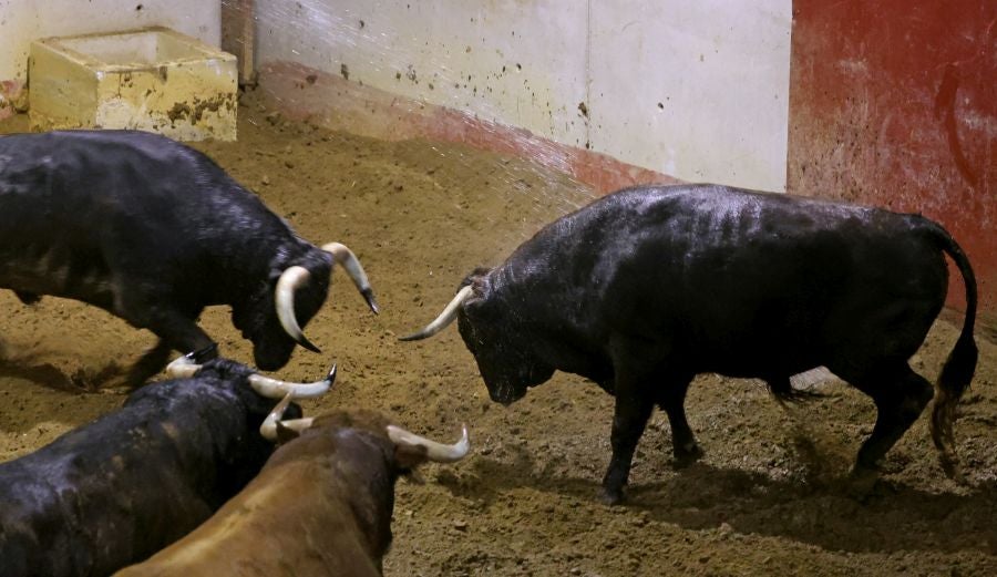 Veinte reses desembarcaron este martes en los corrales de Illunbe.