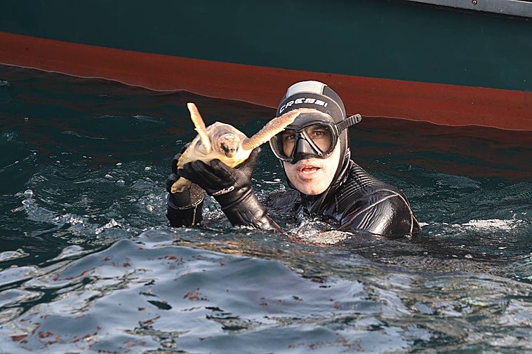 Un buzo sujeta uno de los ejemplares antes de reintroducirlo en el mar.