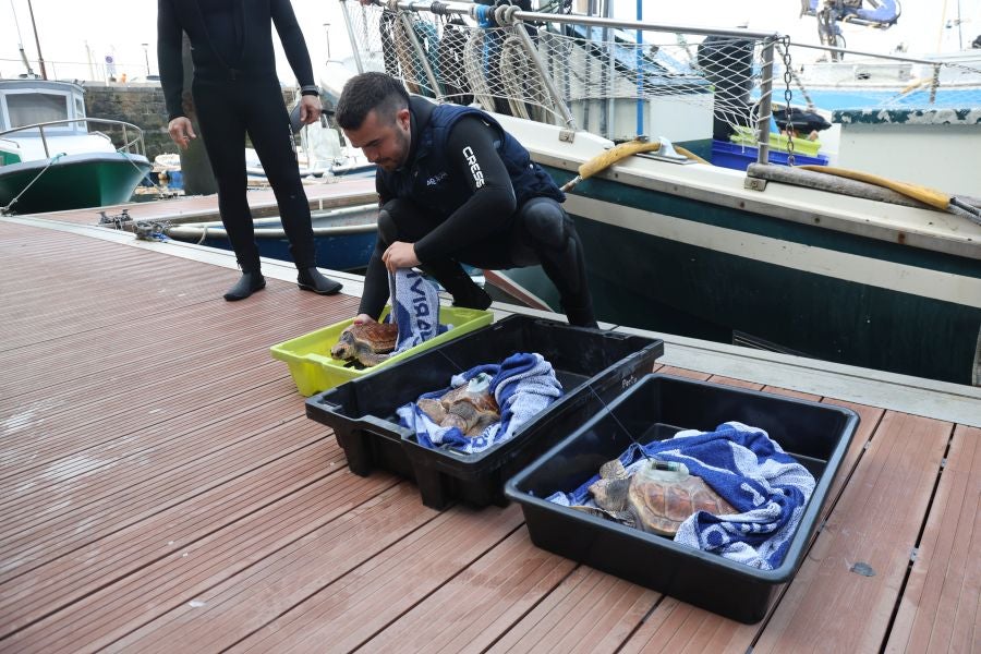 El Aquarium de San Sebastián reintroduce tres tortugas en el mar