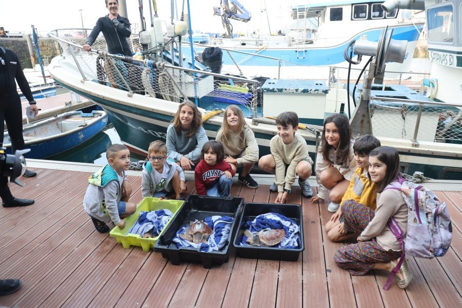 El Aquarium de San Sebastián reintroduce tres tortugas en el mar