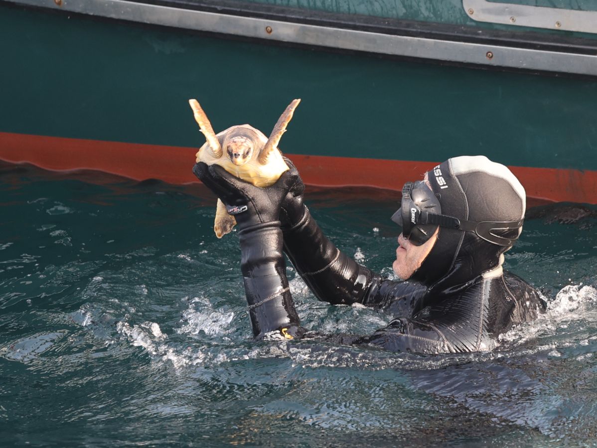 El Aquarium de San Sebastián reintroduce tres tortugas en el mar
