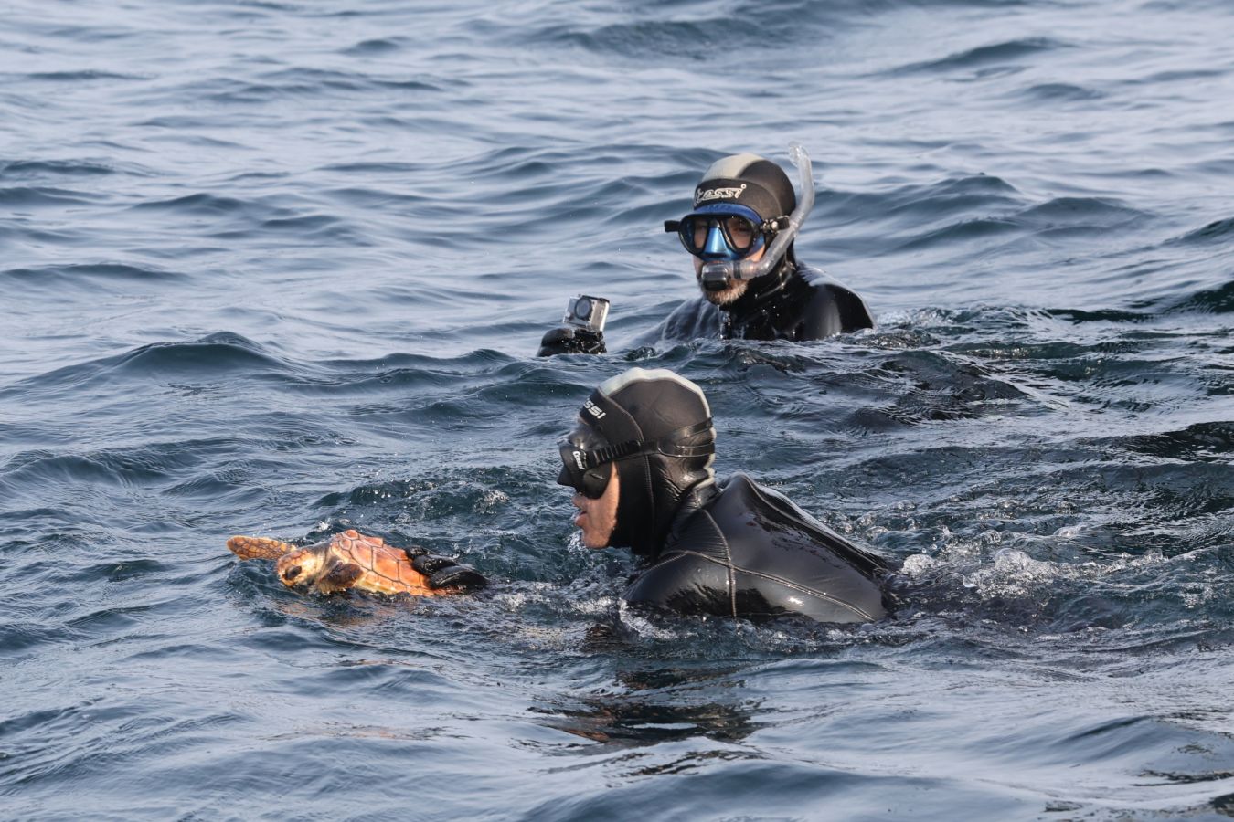 El Aquarium de San Sebastián reintroduce tres tortugas en el mar