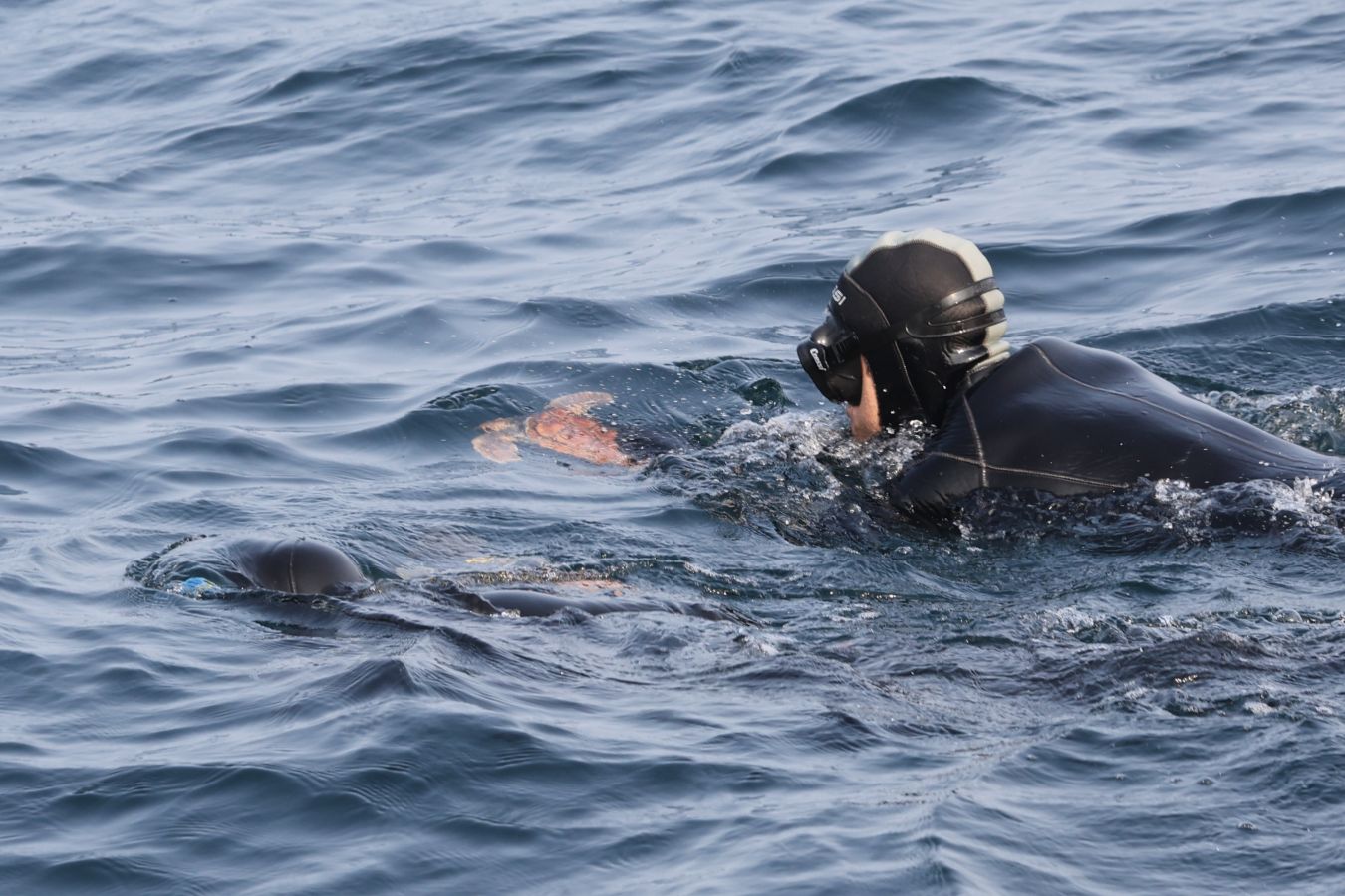 El Aquarium de San Sebastián reintroduce tres tortugas en el mar
