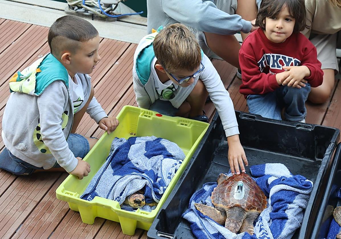 El Aquarium de San Sebastián reintroduce tres tortugas en el mar