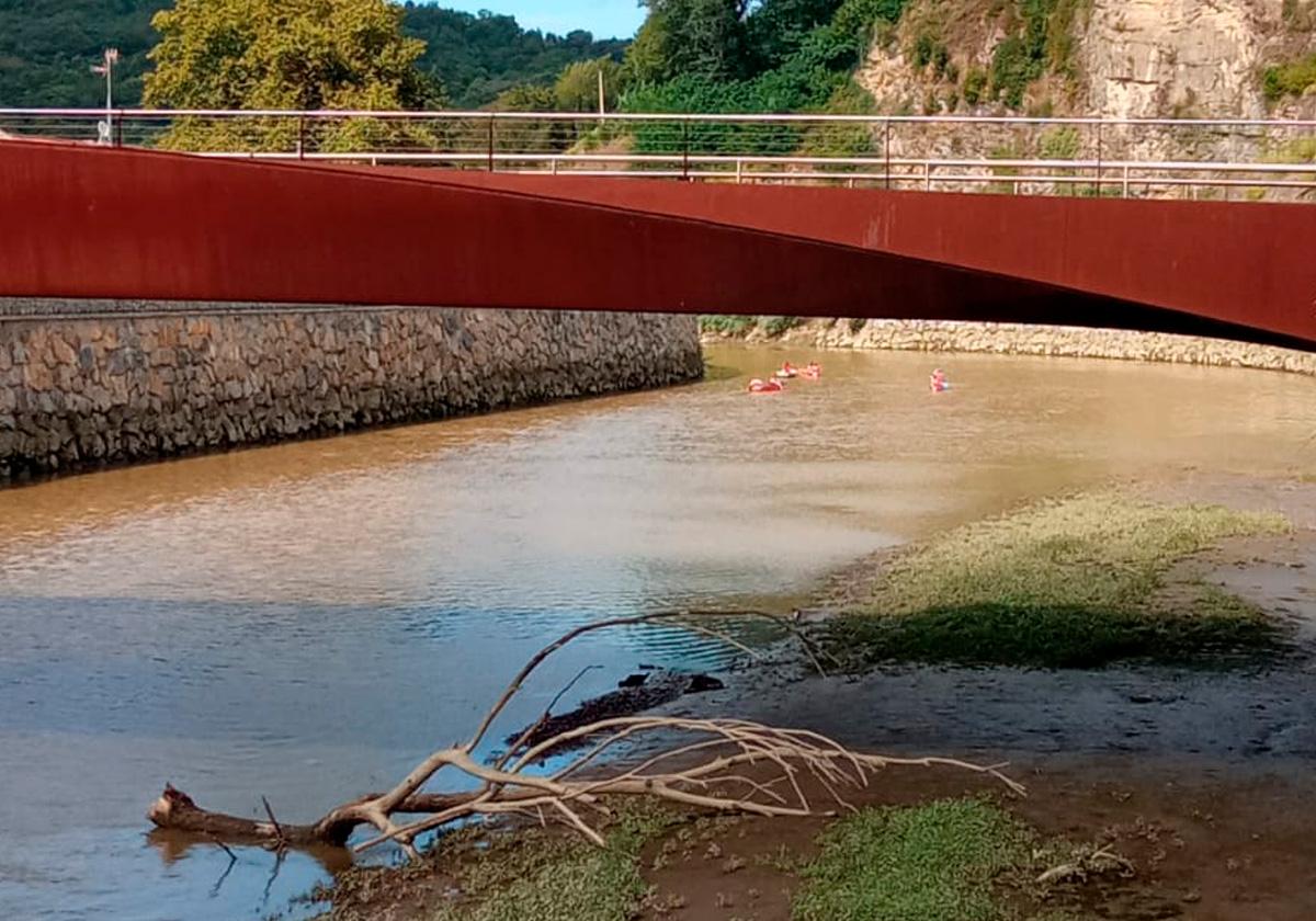 Un árbol que no es de nadie