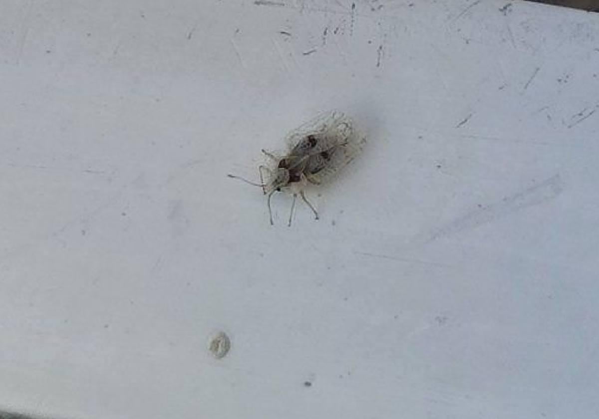 Un ejemplar del insecto 'Corythucha ciliata' que se expande en la calle Felipe IV de San Sebastián.