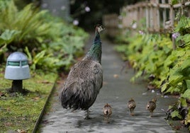 La familia de pavos recorre los rincones del parque de Cristina-Enea.