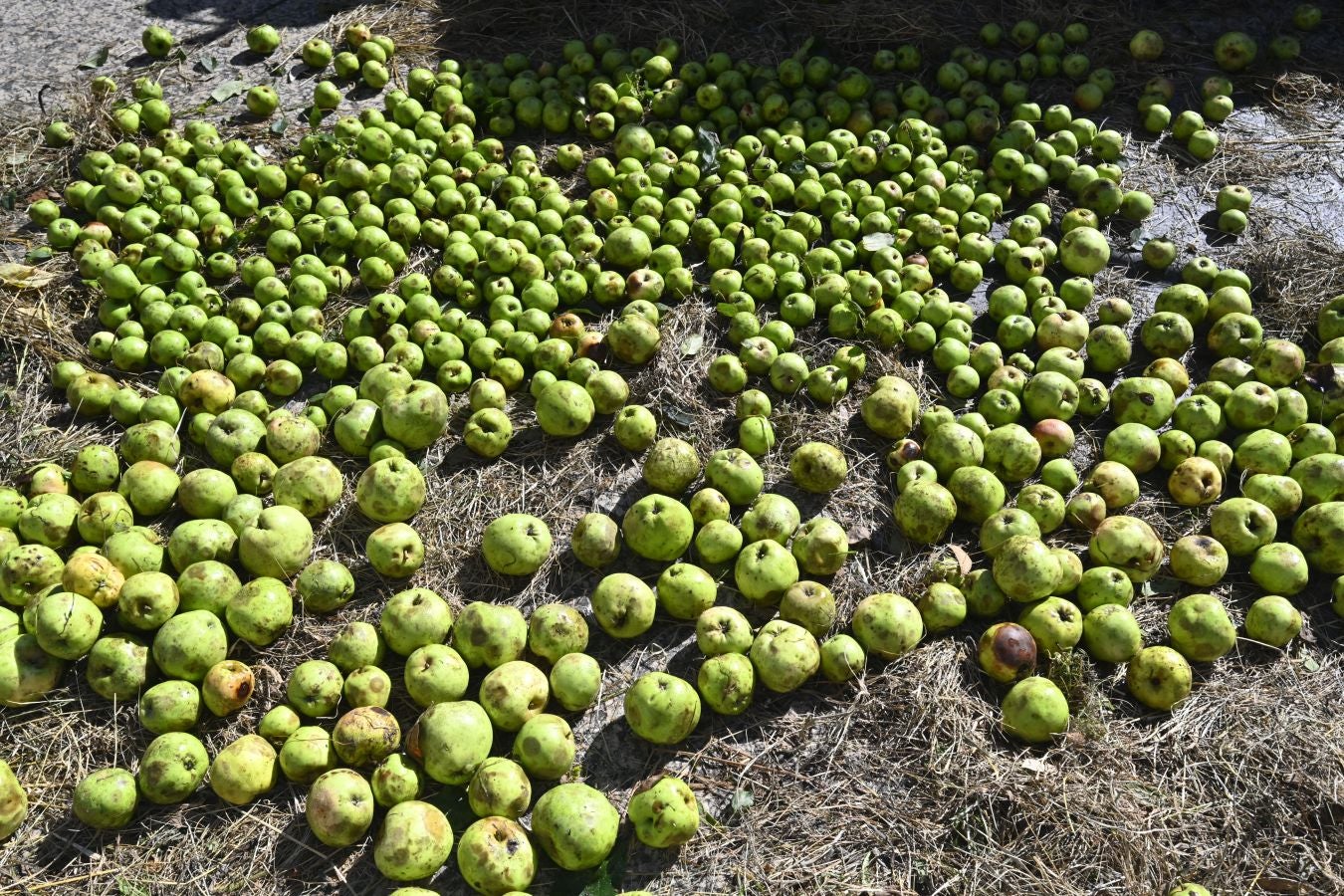 Gran ambiente en el Sagardo Eguna de Donostia