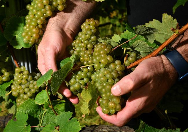 Varios racimos de uvas todavía sin madurar de la cosecha de este año.