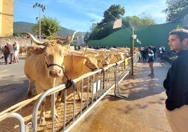 Los animales expuestos al público por distintos caseríos recibieron multitud de visitas.