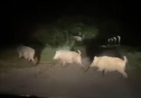 Un grupo de jabalíes campan a sus anchas por una carretera de Aia.