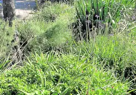 Eugenia E. escribe: «En los jardines situados en el paseo de Zurriola, desde el reloj de la playa hasta el Zmare, existen unas plantas llamadas tulbalgia que además de hacer de ese jardín una pequeña una selva emiten un olor pestilente que invade toda la zona, siendo cada vez más abundantes. Rogaríamos al Ayuntamiento que las sustituya o las retire. No es nada agradable».