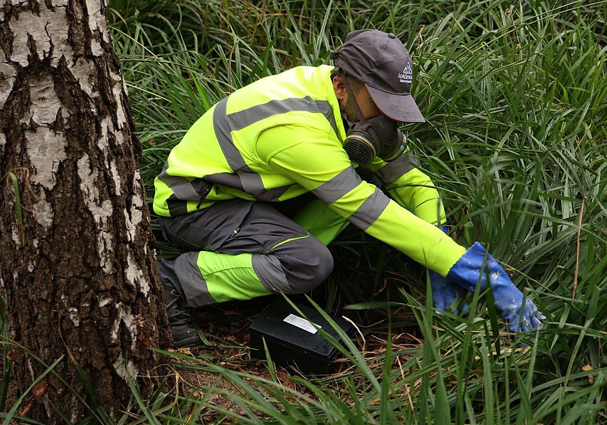 A lo largo de este año se han programado tres campañas extra en superficie para desratizar la ciudad.