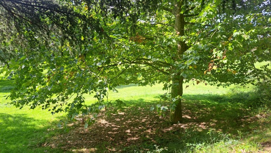 Marcha a Komizargaina por una buena causa