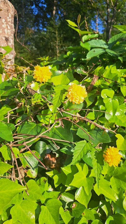 Marcha a Komizargaina por una buena causa