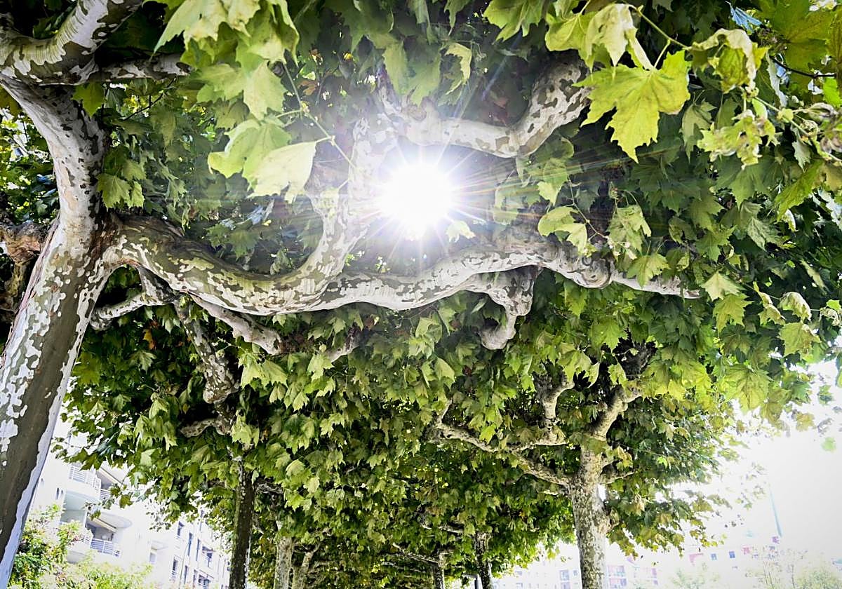 'Arboles de Tolosa y Tolosaldea' es el primer tema del Aula de Biodiversidad de la temporada.