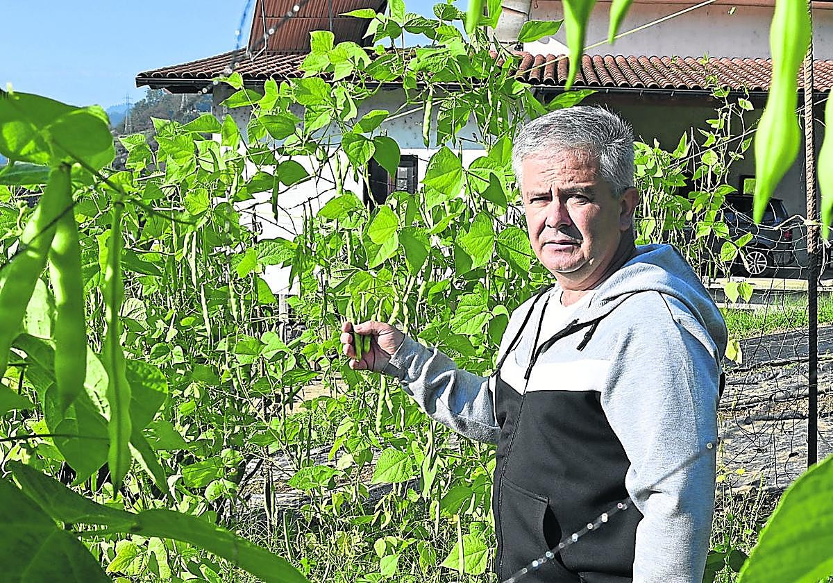 Xabier Goikoetxea, de la Asociación de Productores de Alubia de Tolosa, junto a una plantación en la zona de San Esteban.