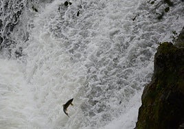 El programa plantea medidas con el propósito de proteger la fauna piscícola de los ríos.