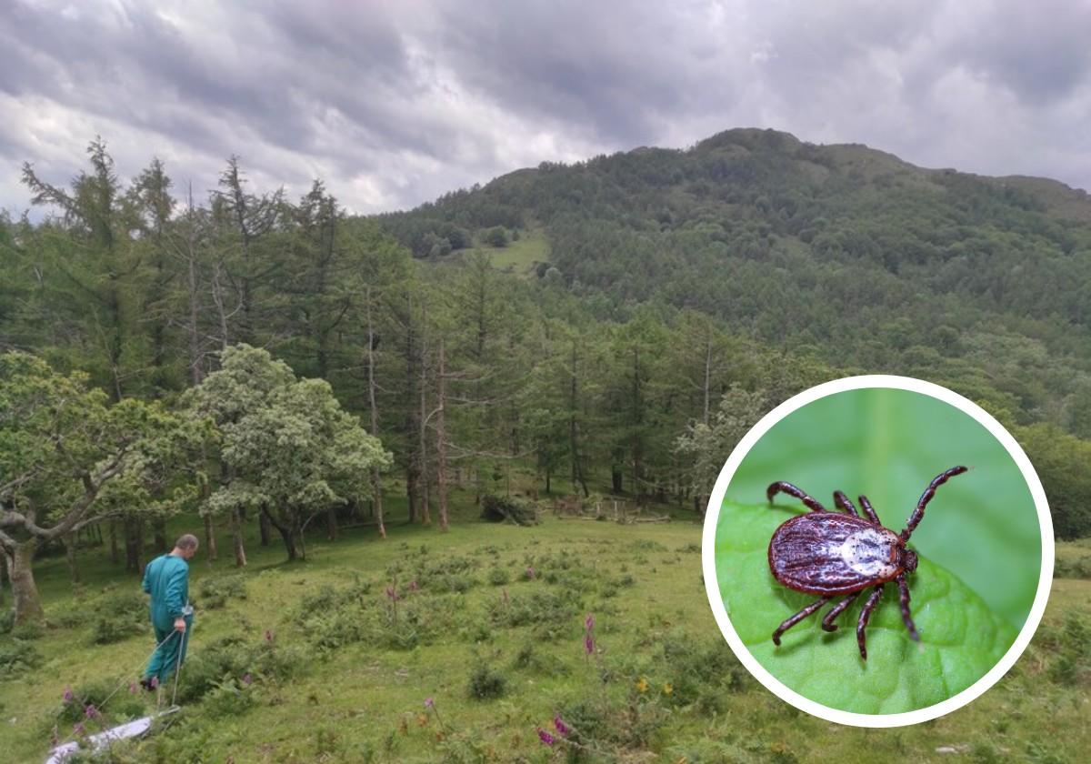 La especie más común de garrapata en Euskadi es la 'Ixodes ricinus', que abunda en bosques y montañas.