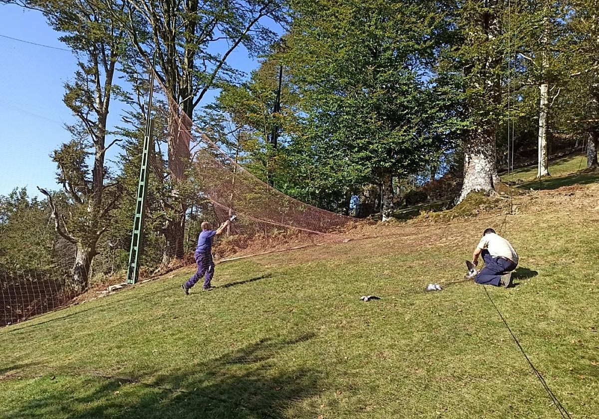 Palomas en el ancestral sistema de caza con redes de Etxalar.