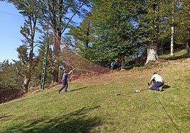 Palomas en el ancestral sistema de caza con redes de Etxalar.