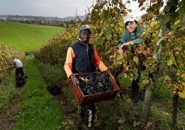 La Bodega Hiruzta recoge racimos de uvas tintas en el último día de vendimia.