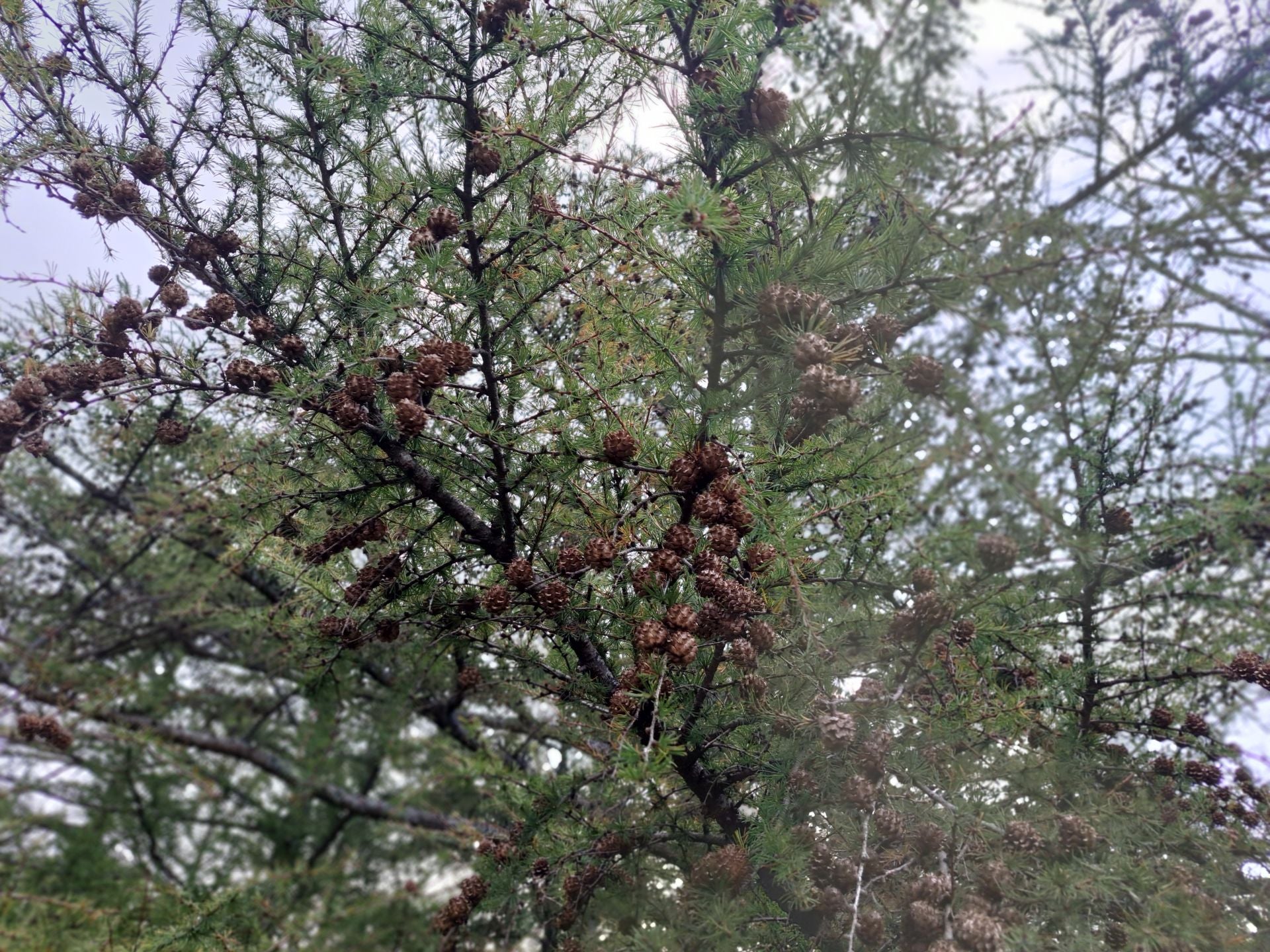 Las mejores imágenes de la ruta a Agiña