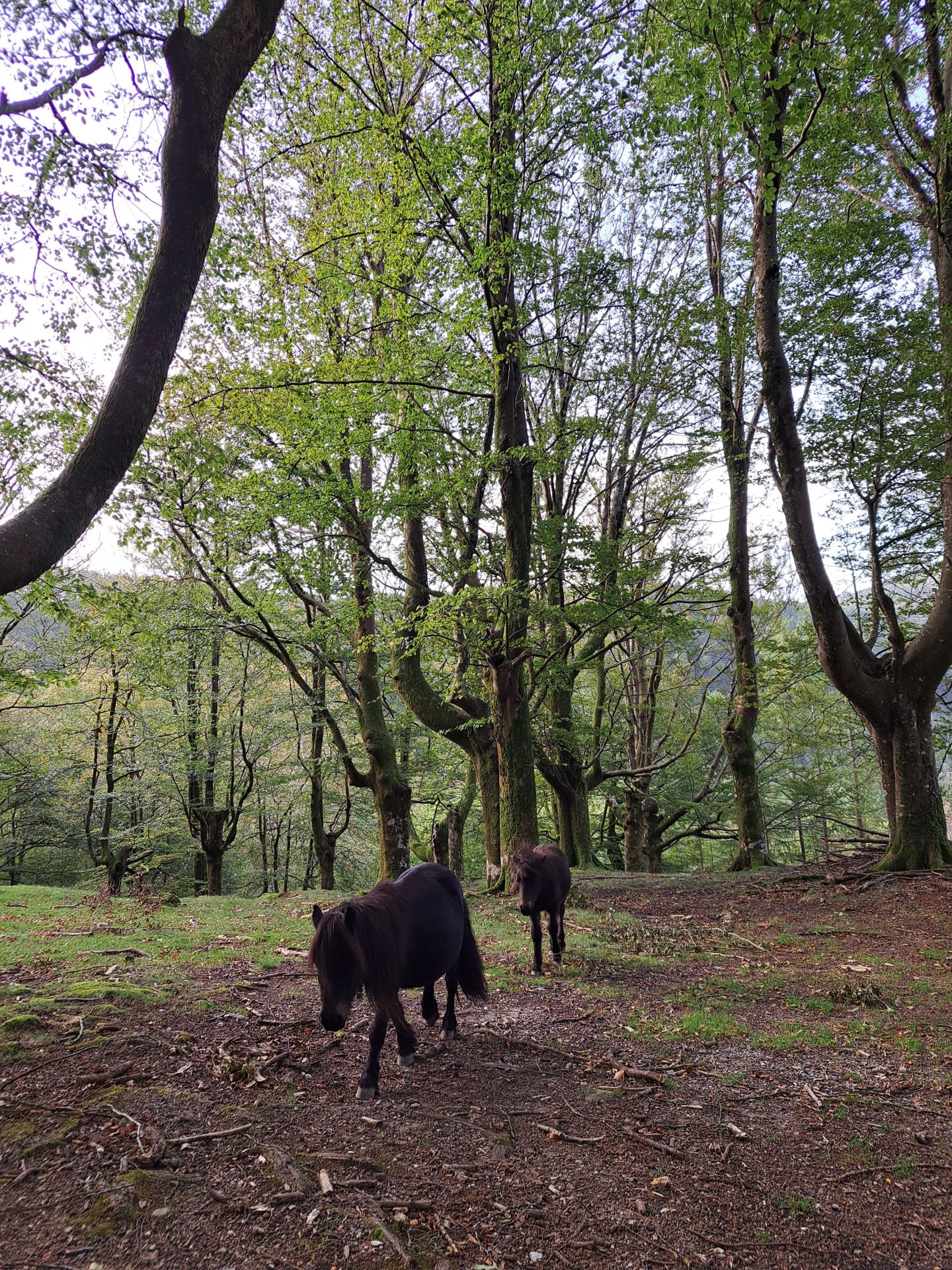Las mejores imágenes de la ruta a Agiña