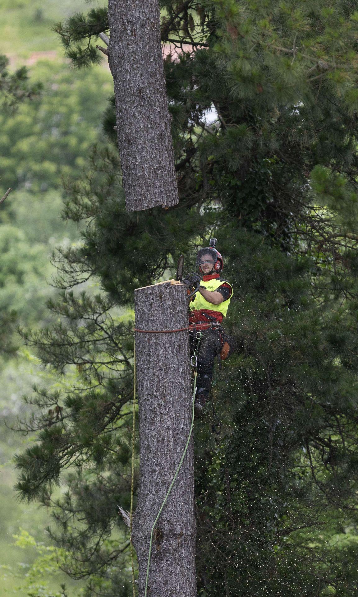 La poda de altura con helicóptero, en imágenes