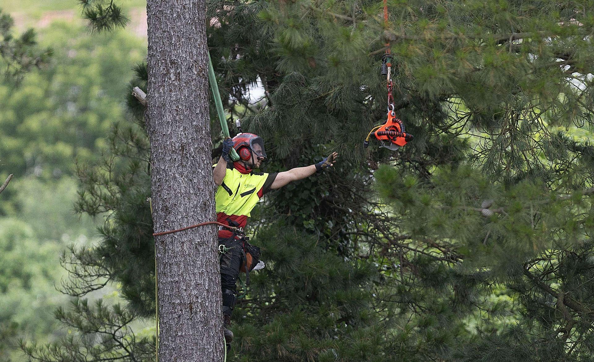 La poda de altura con helicóptero, en imágenes
