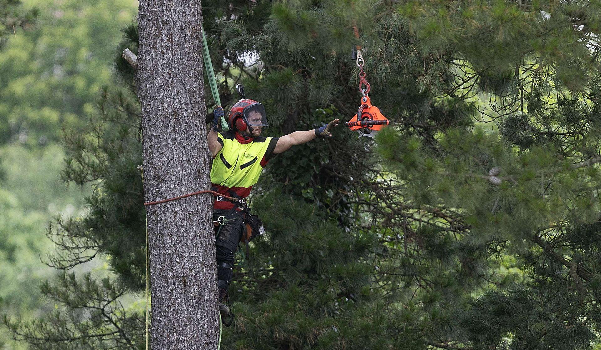 La poda de altura con helicóptero, en imágenes