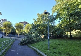 El árbol que dejó la tormenta en Bidebieta