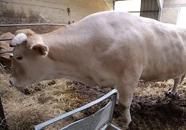 Obélix, el buey de raza Pirenaica de más de una tonelada de peso que han adquirido desde Carnes Etxezarreta.