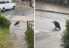 El buitre por Trintxerpe este pasado sábado.