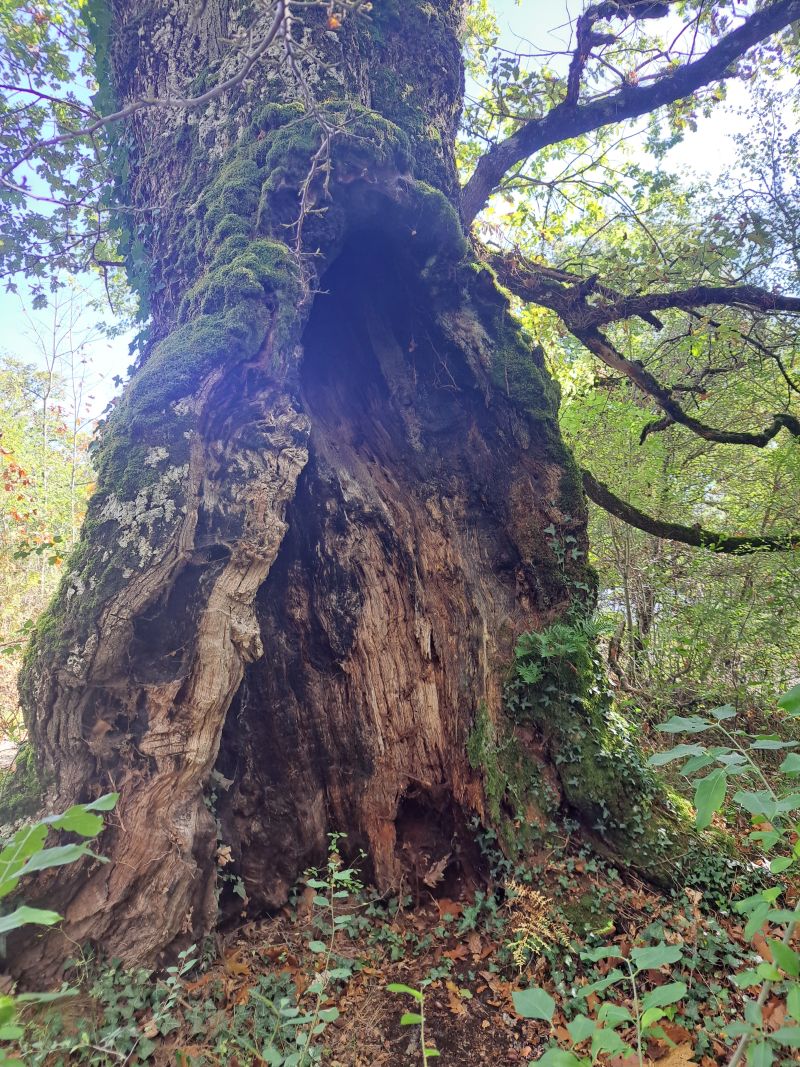 Irumugeta, el silencio absoluto entre gigantes