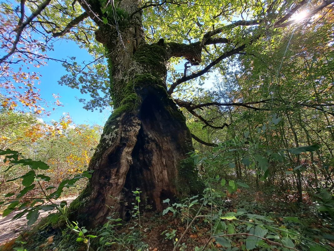 Irumugeta, el silencio absoluto entre gigantes