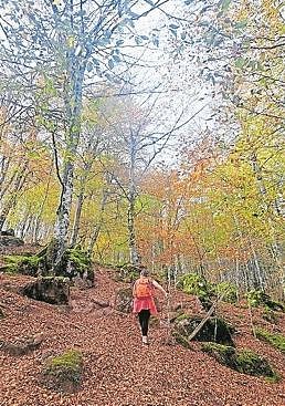 Imagen - Preciosos colores inundan los bosques de Kintoa.
