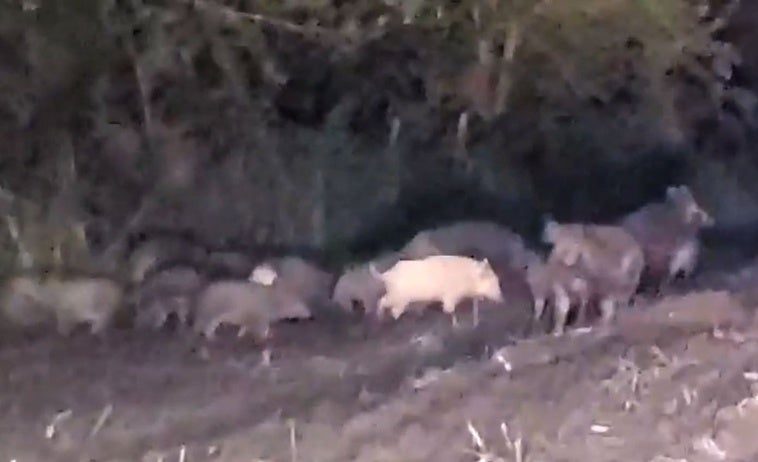 Un trabajador se topó con un gran grupo de jabalíes, el pasado viernes mientras sembraba en el campo.